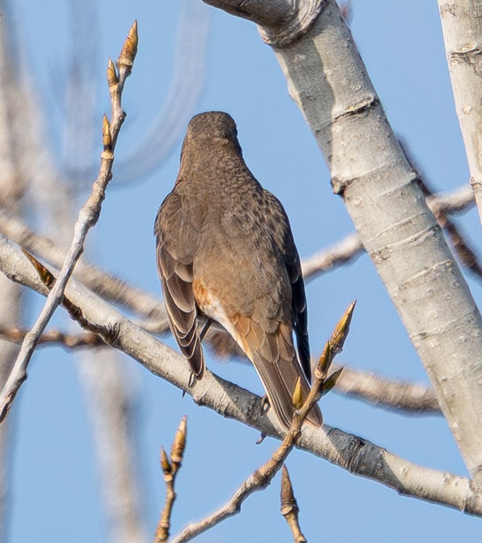 Naumann's Thrush - ML646951858
