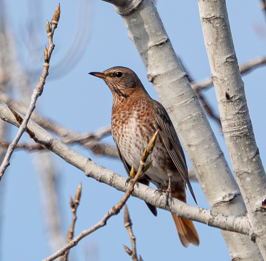 Naumann's Thrush - ML646951859