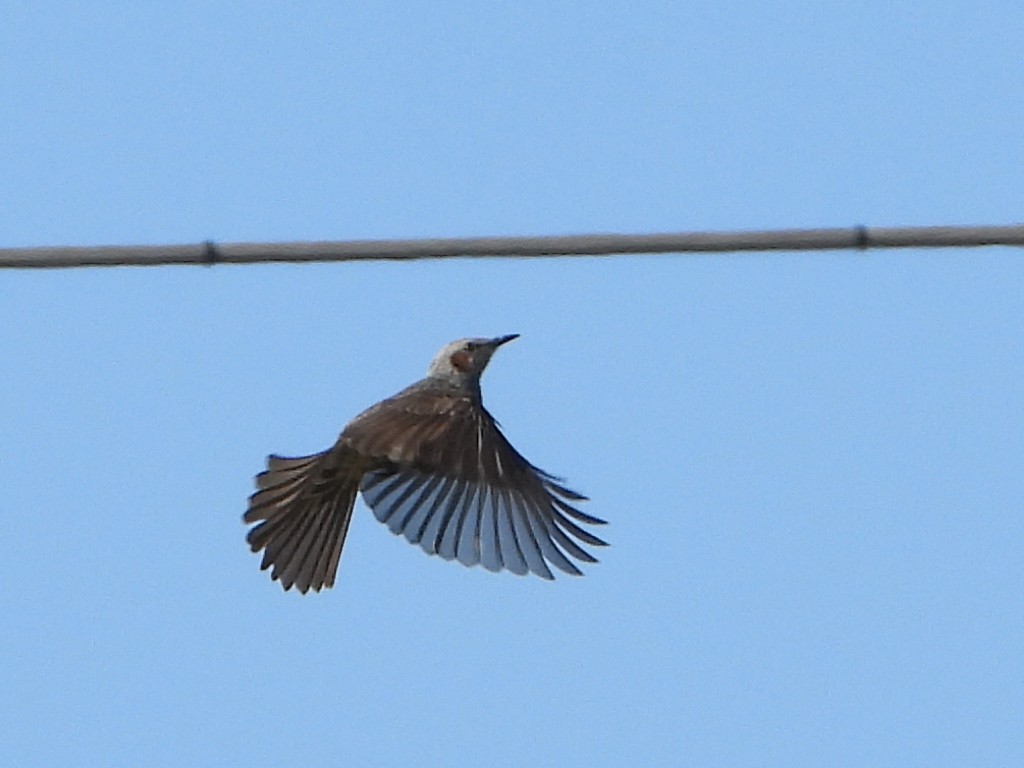 棕耳鵯 - ML646951861