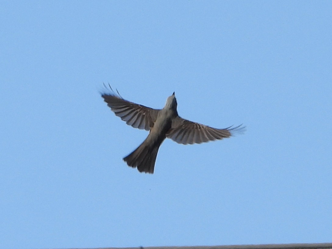 棕耳鵯 - ML646951862