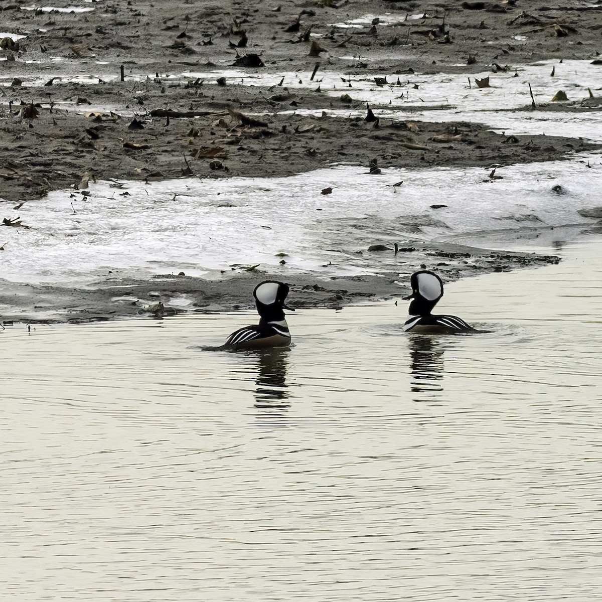 Hooded Merganser - ML646951863