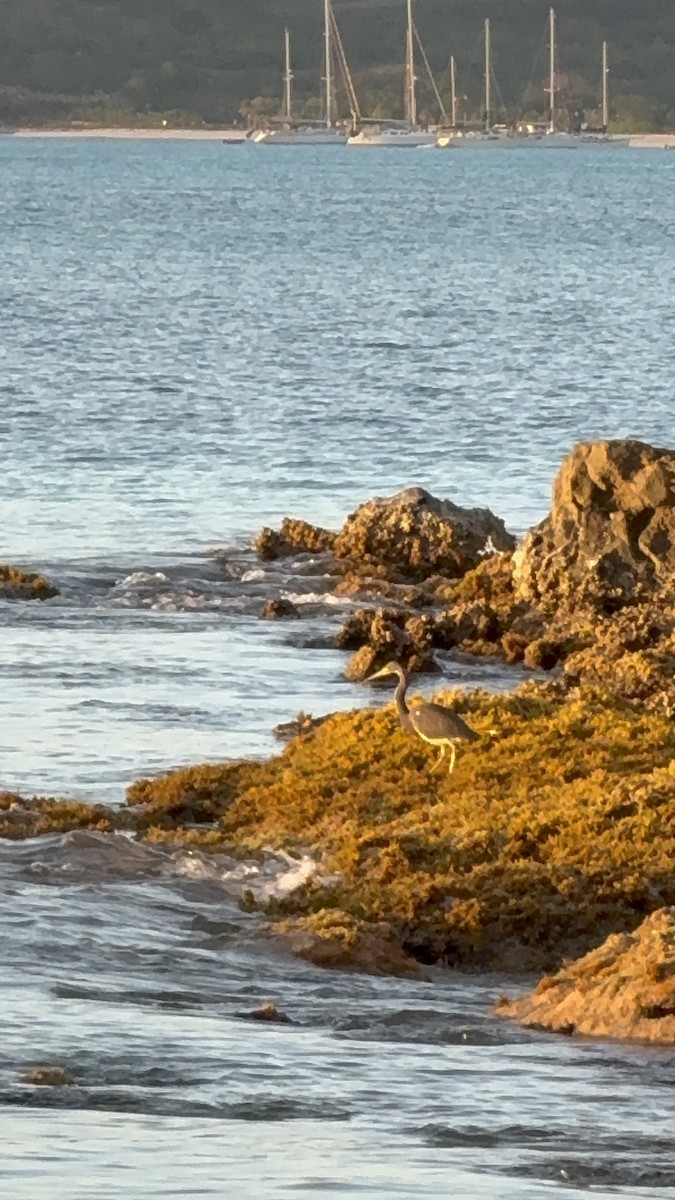 Tricolored Heron - ML646951864