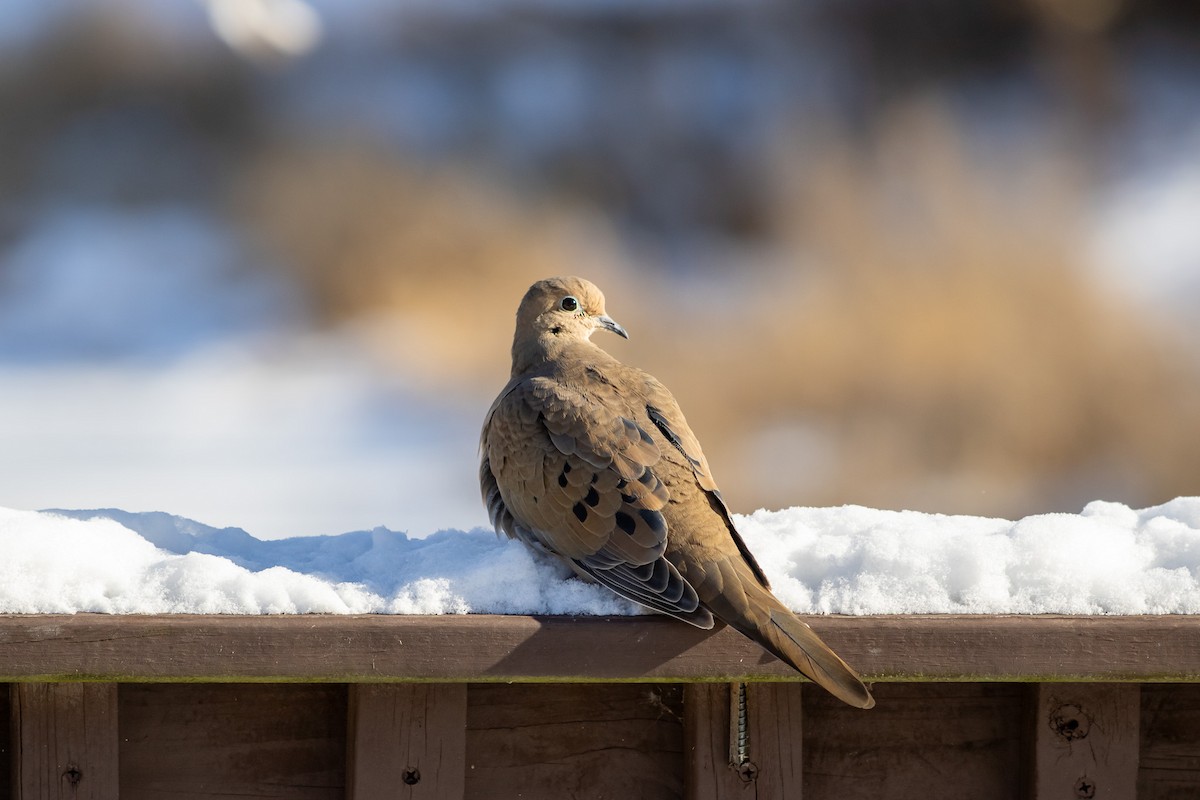 Zenaida Huilota - ML646951865