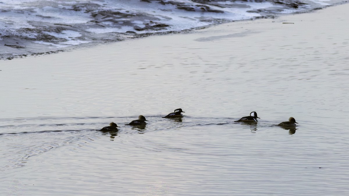 Hooded Merganser - ML646951866