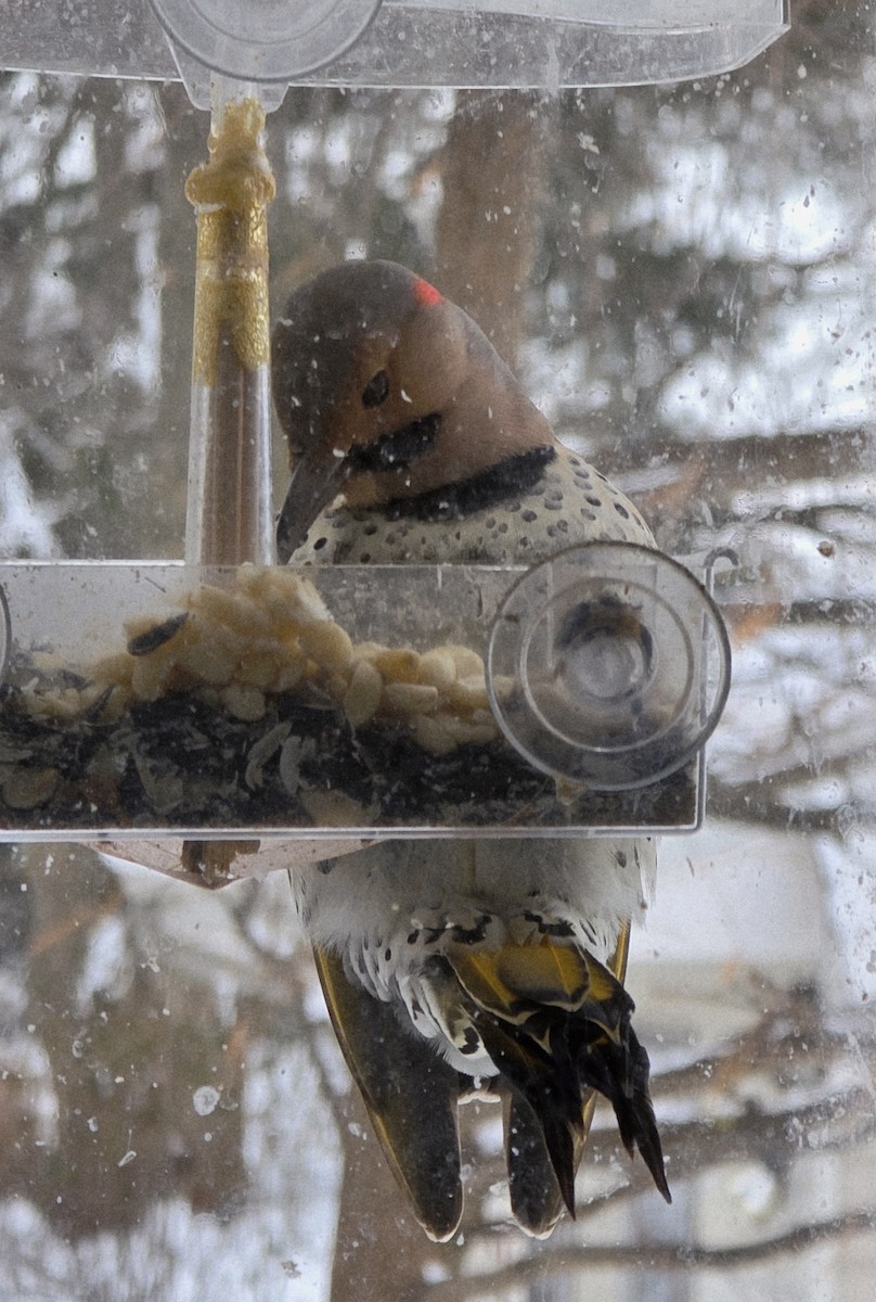 Northern Flicker (Yellow-shafted) - ML646951867