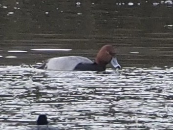 polák americký - ML646951868