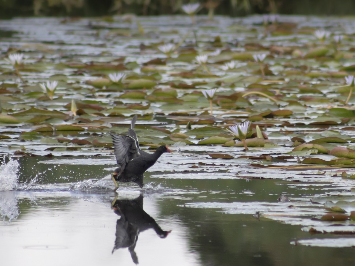 slípka americká - ML646951875