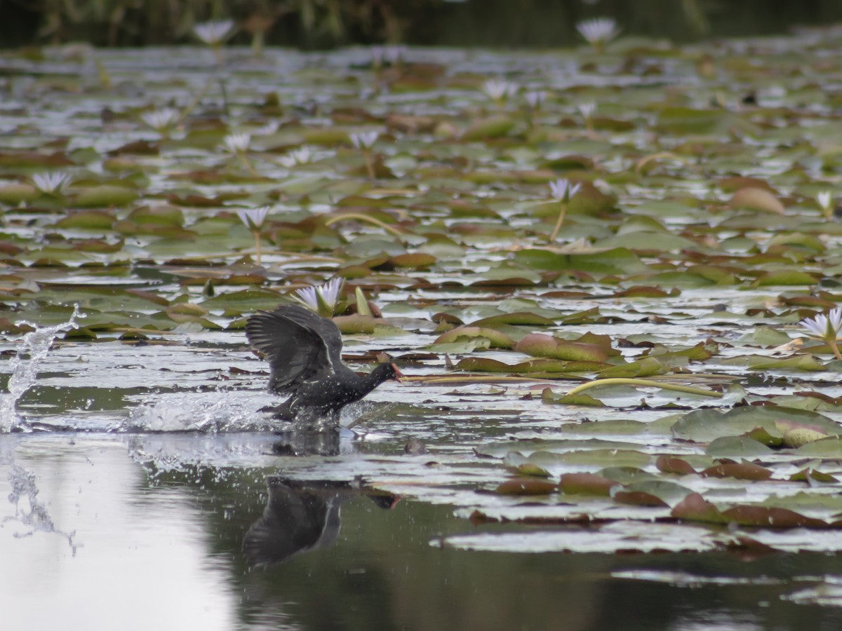 slípka americká - ML646951876