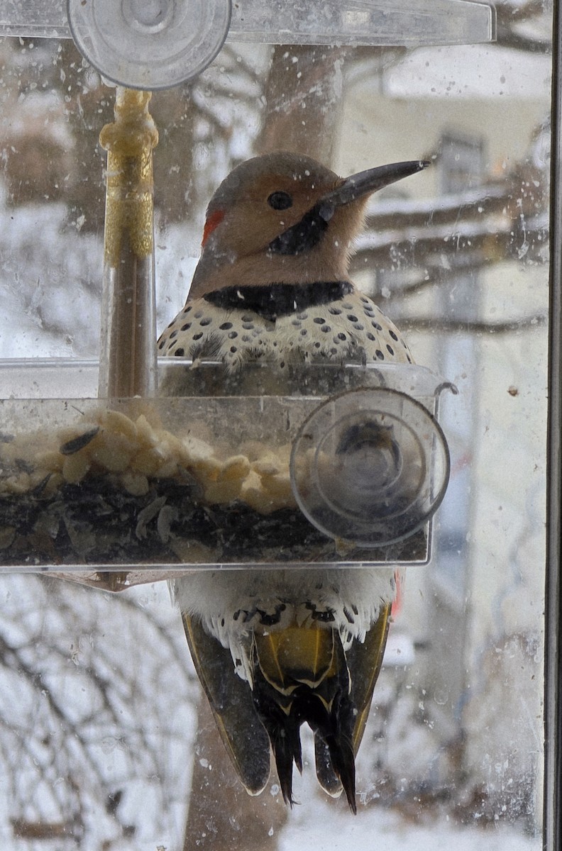 Northern Flicker (Yellow-shafted) - ML646951877