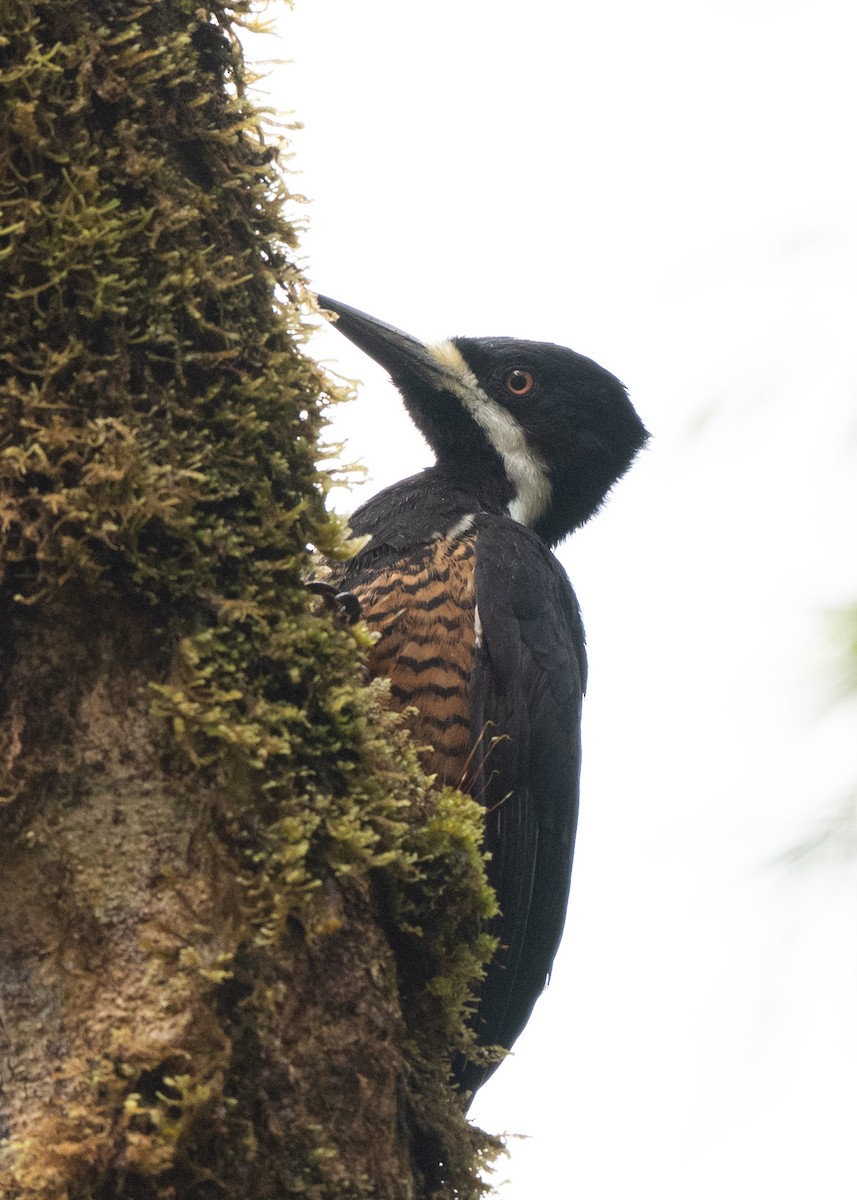 Powerful Woodpecker - ML646951878