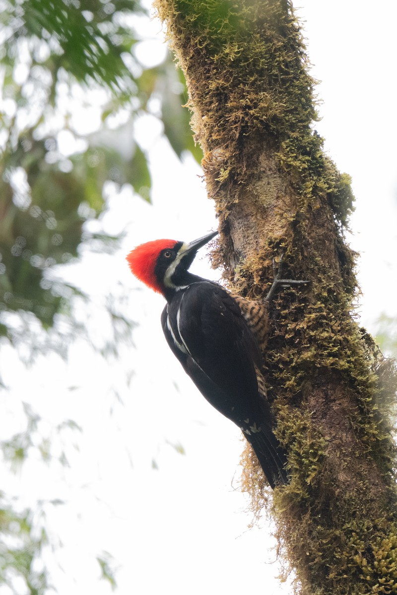 Powerful Woodpecker - ML646951879