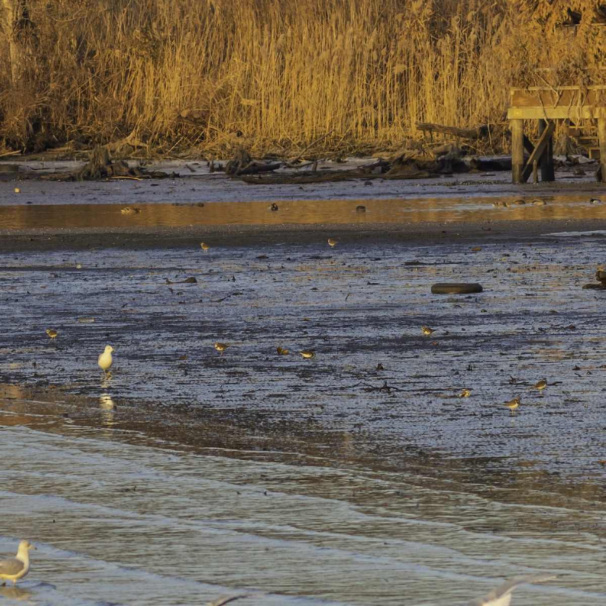 Killdeer - ML646951885