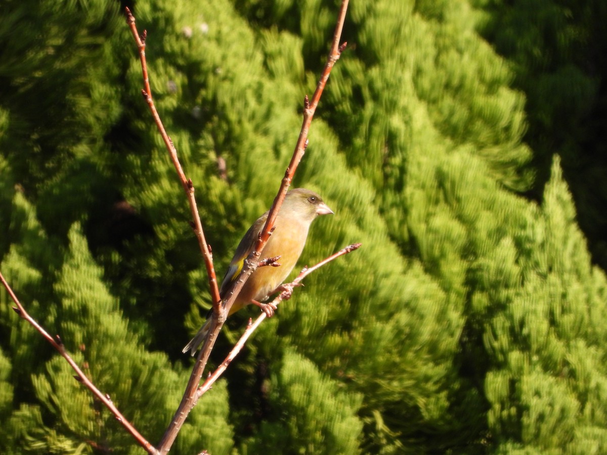 金翅雀 - ML646951886