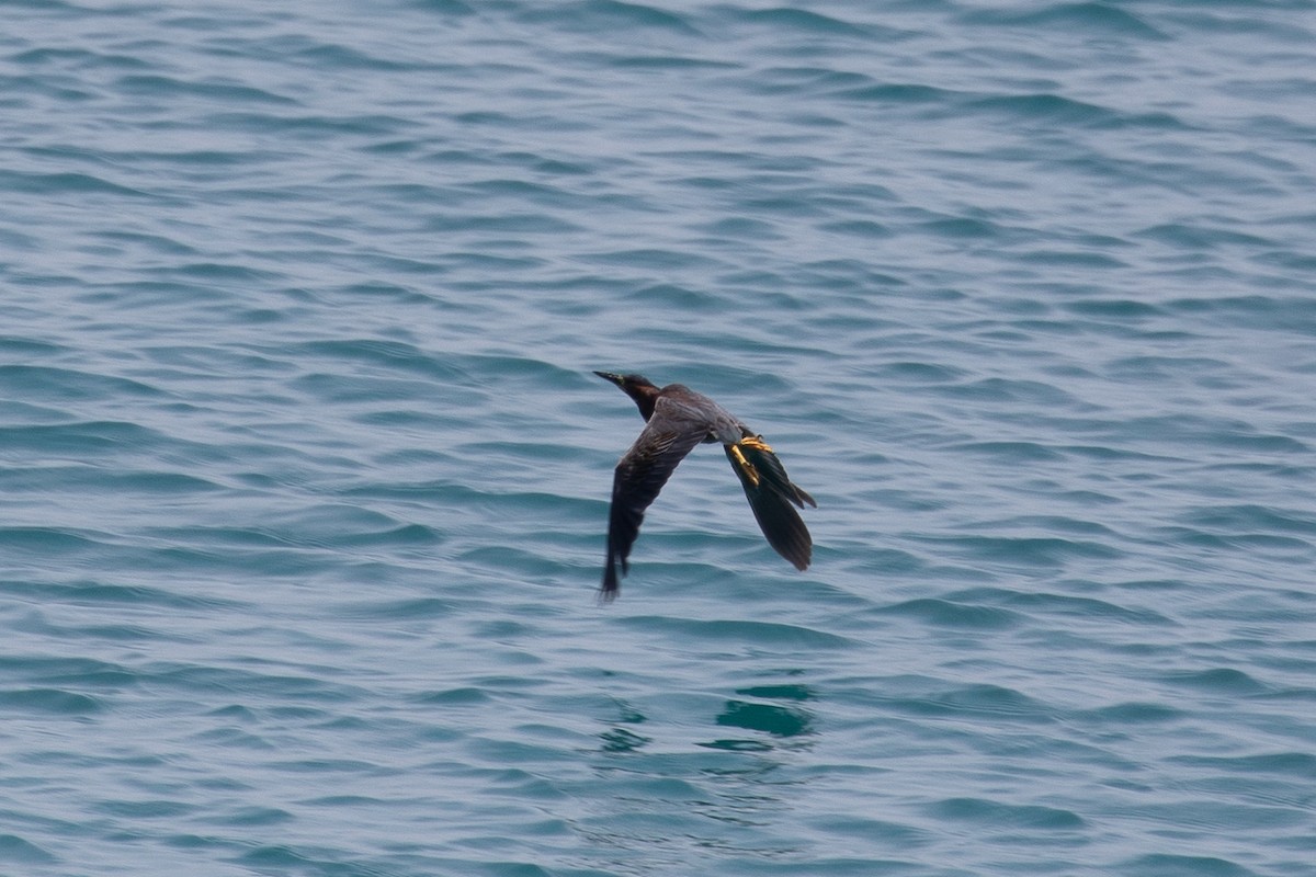 Green Heron - ML646951887