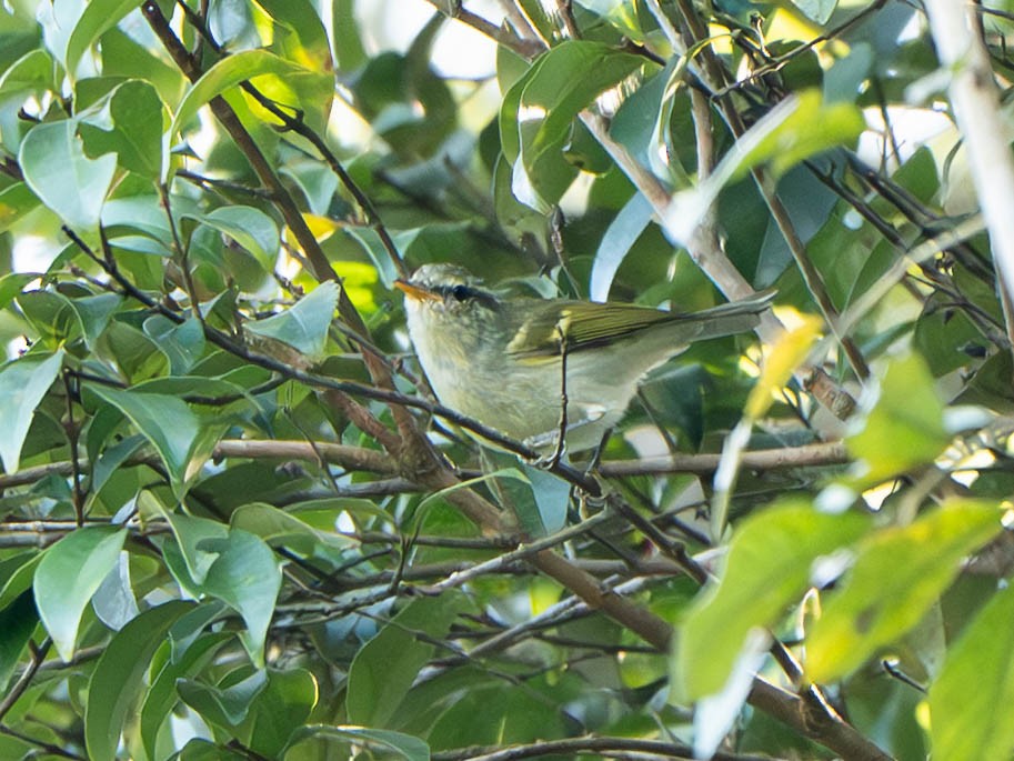 budníček zelený - ML646951893