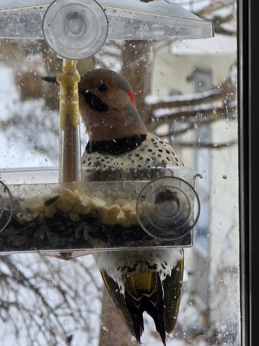 Northern Flicker (Yellow-shafted) - ML646951894