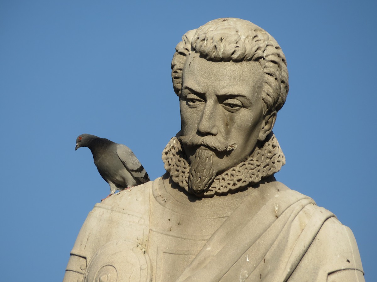 Rock Pigeon (Feral Pigeon) - ML646951899