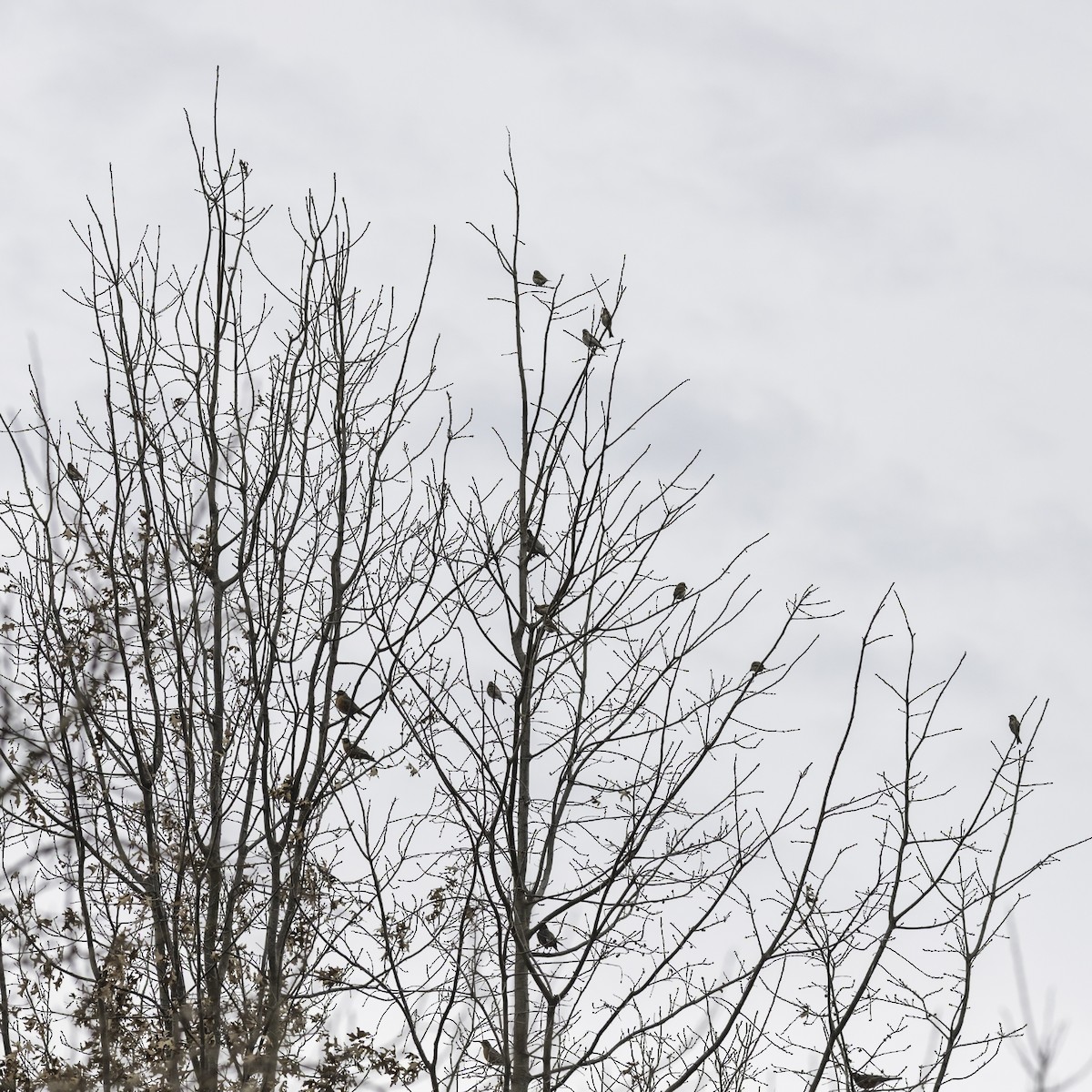 Purple Finch - ML646951901