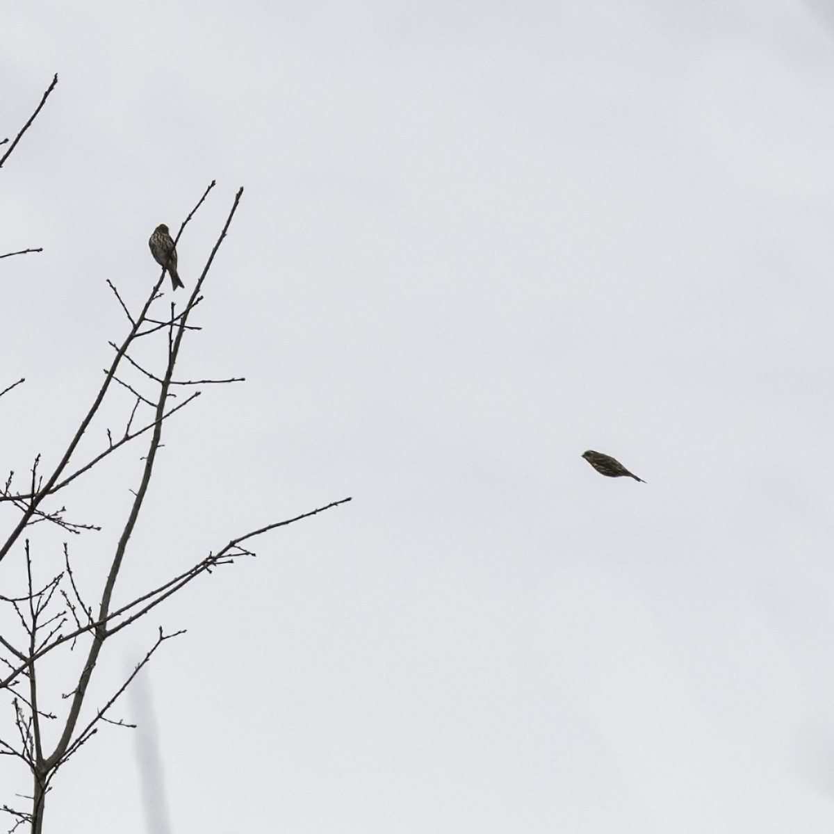 Purple Finch - ML646951902