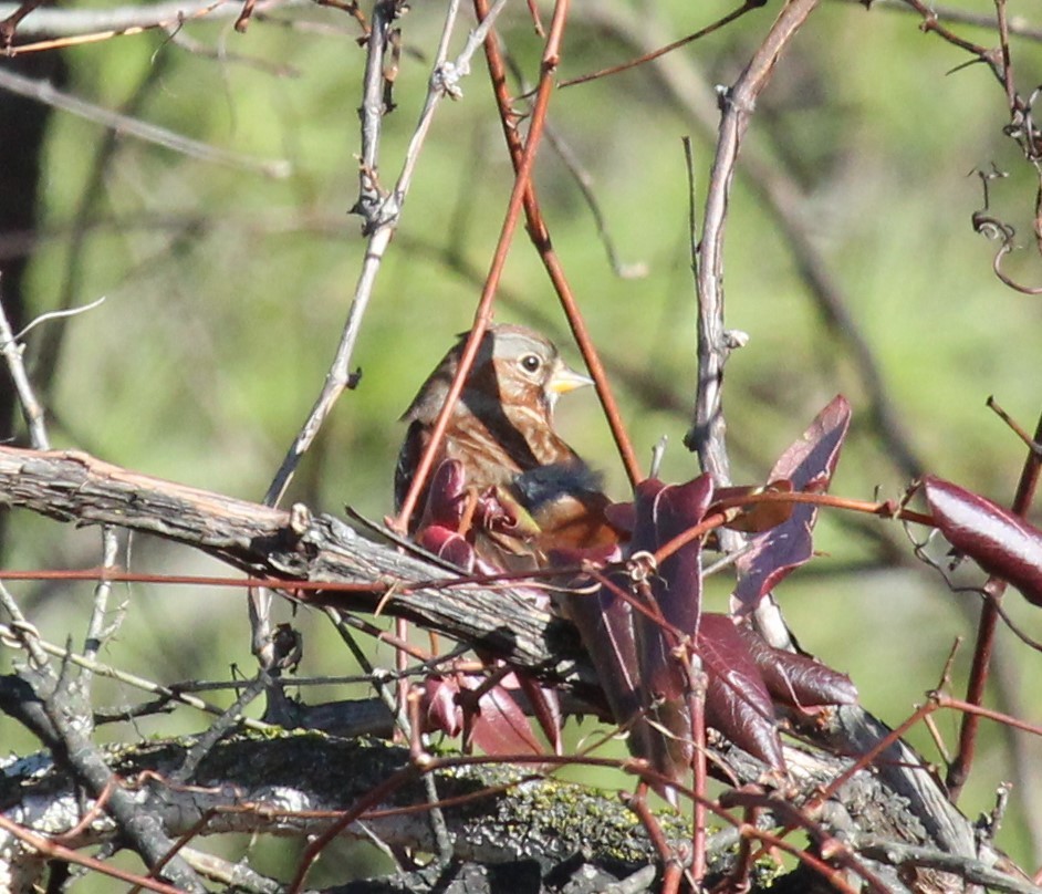 Fox Sparrow - ML646951903