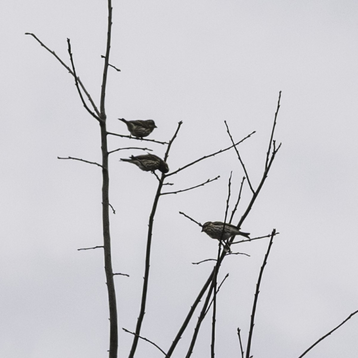 Purple Finch - ML646951904