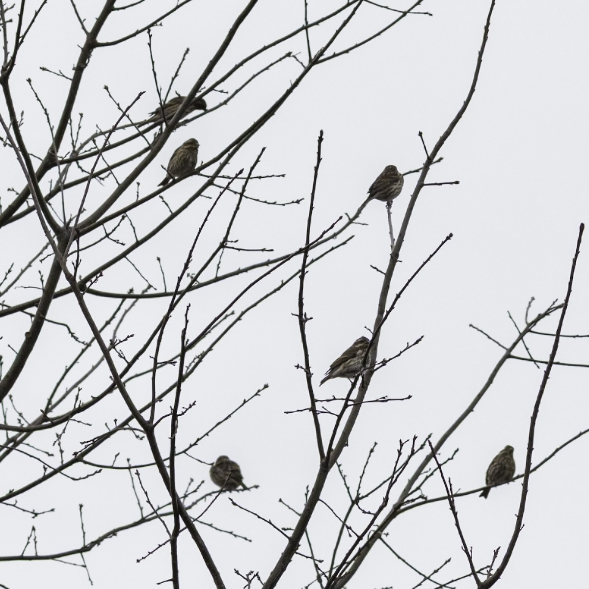 Purple Finch - ML646951905