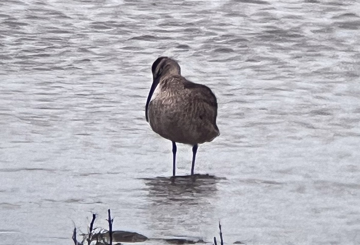 Hudsonian Whimbrel - ML646951907