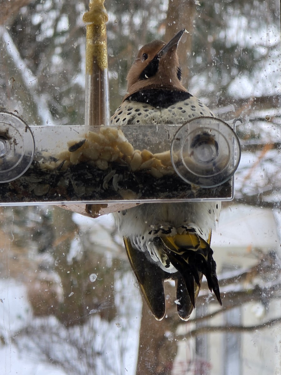 Northern Flicker (Yellow-shafted) - ML646951909