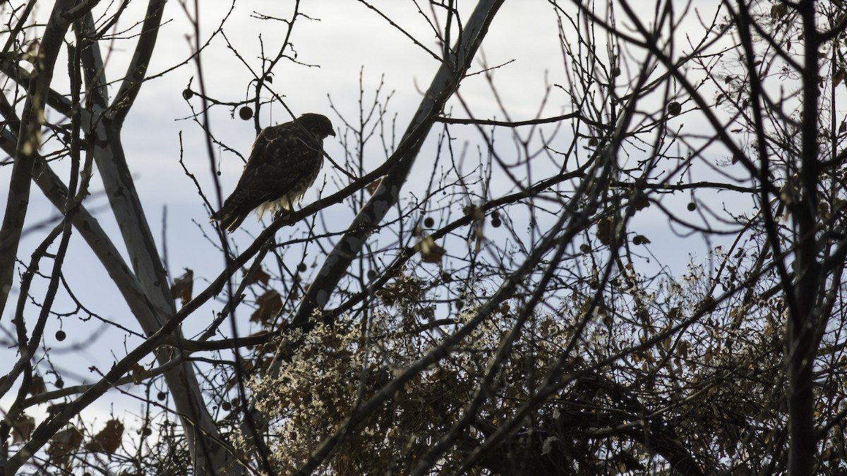 Red-shouldered Hawk - ML646951911