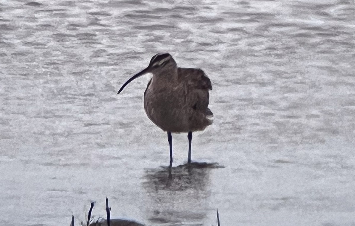 Hudsonian Whimbrel - ML646951913