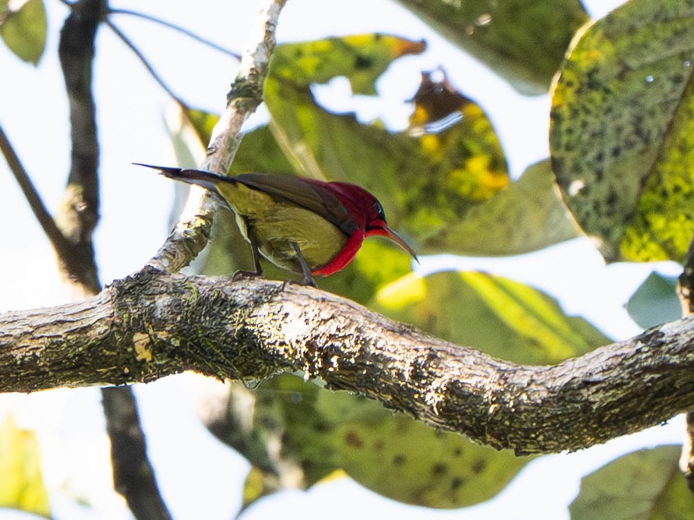 Crimson Sunbird - ML646951914