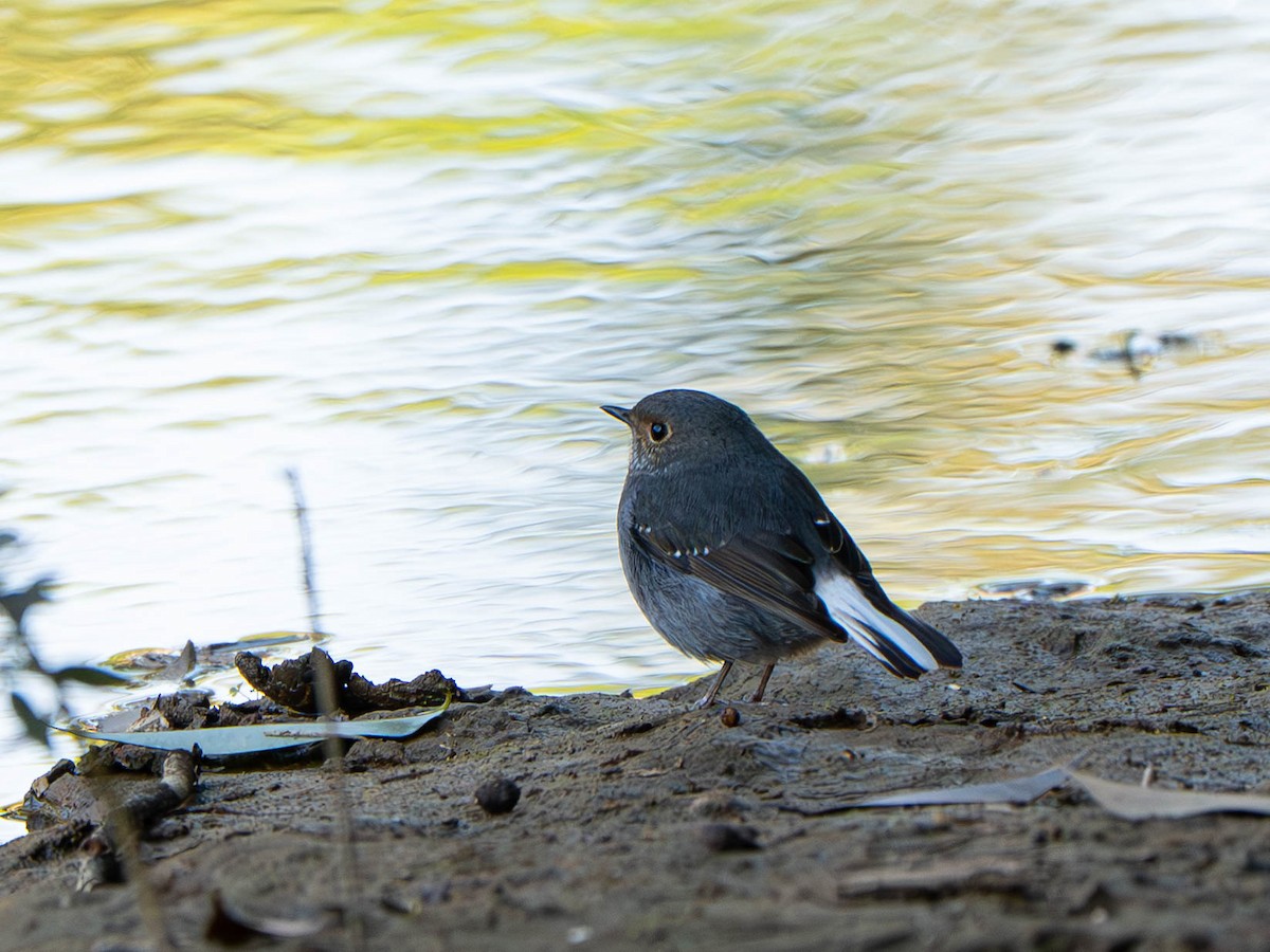 Plumbeous Redstart - ML646951927