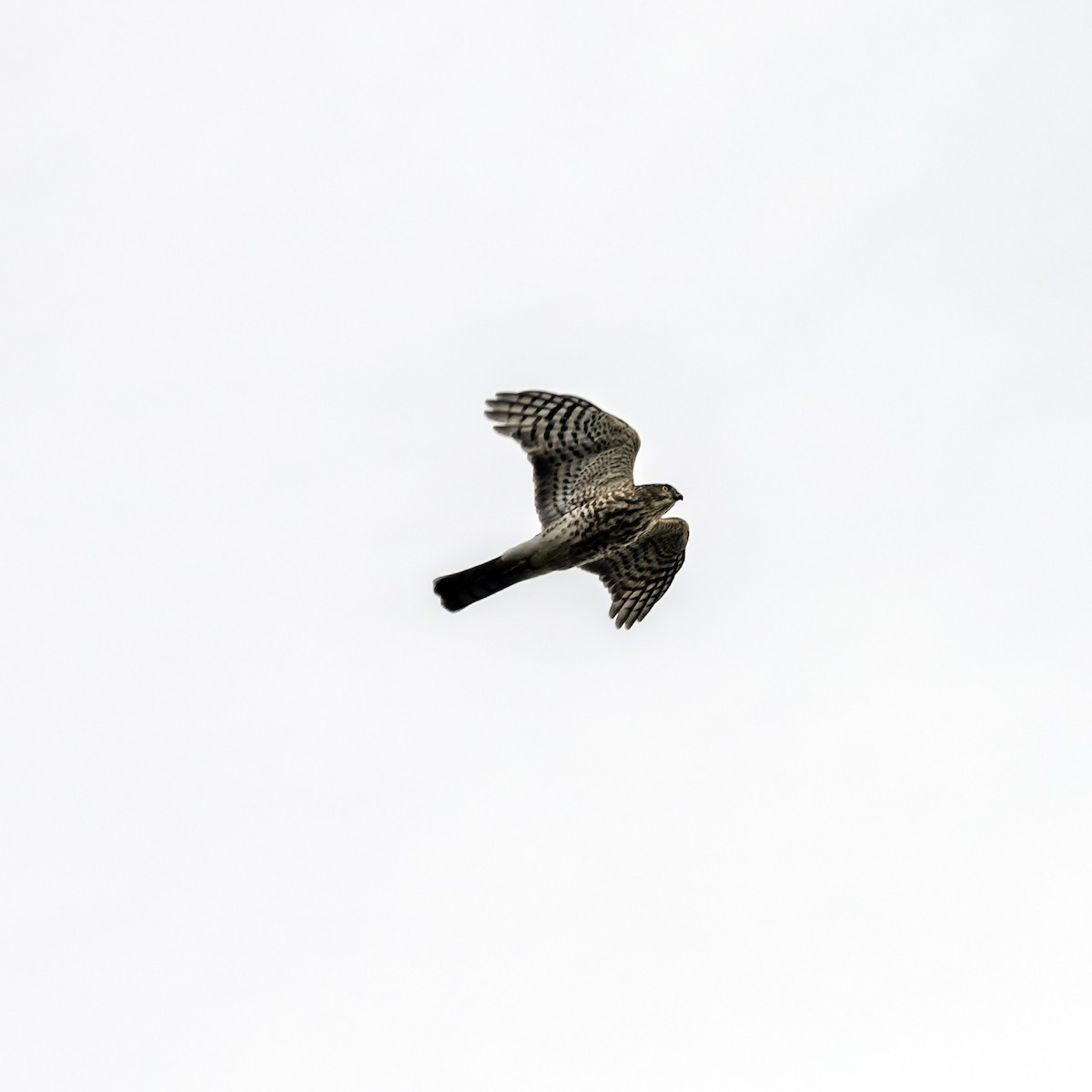 Sharp-shinned Hawk - ML646951928