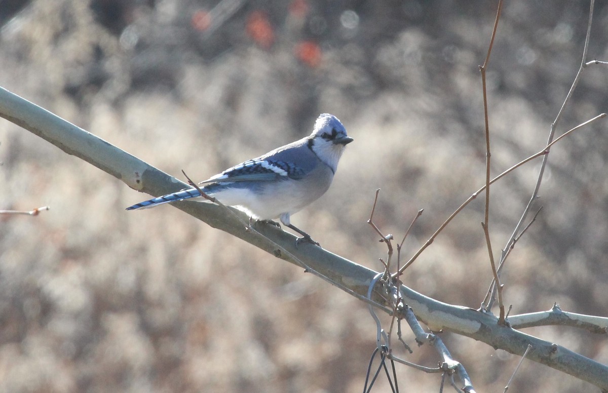 Blue Jay - ML646951931