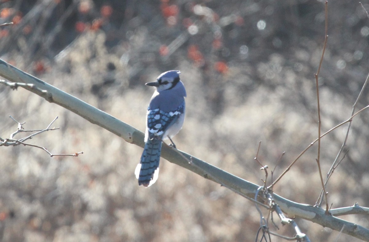 Blue Jay - ML646951932