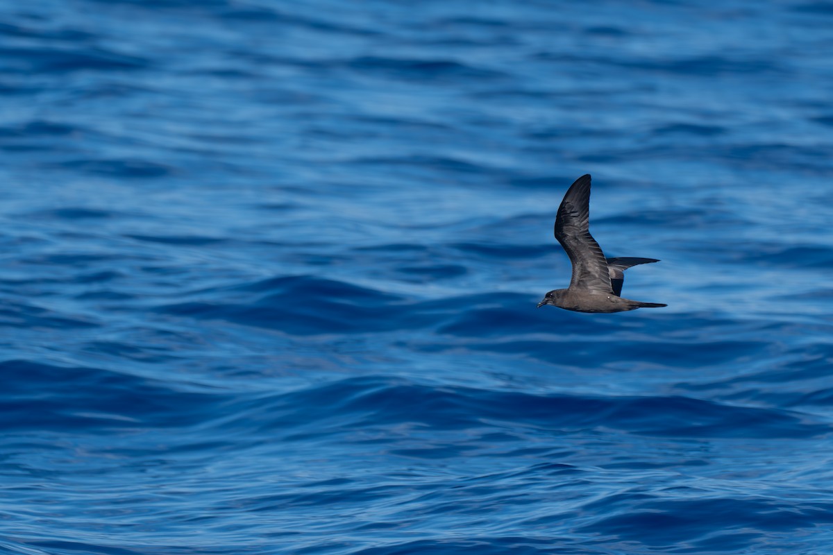 Бульверов штормовик - ML646951934