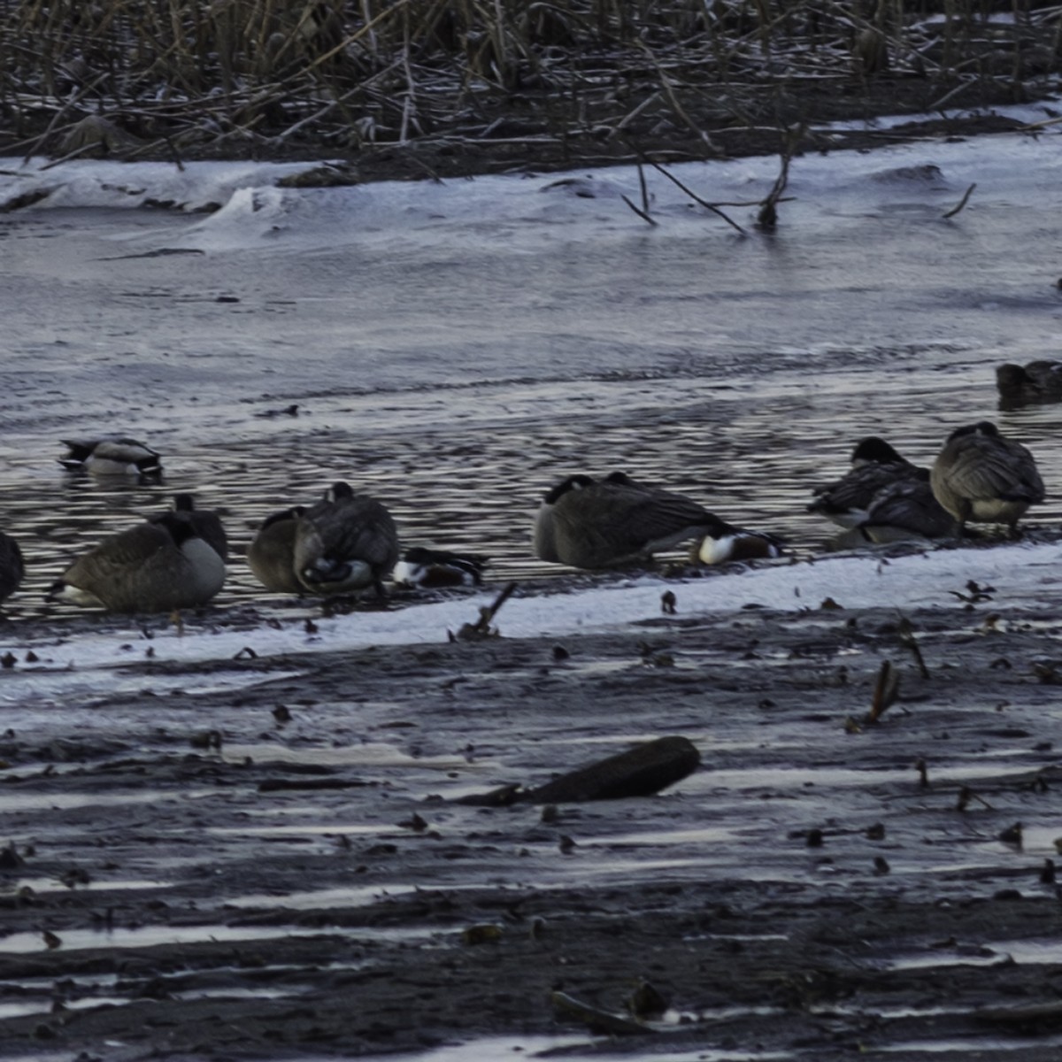 琵嘴鴨 - ML646951938