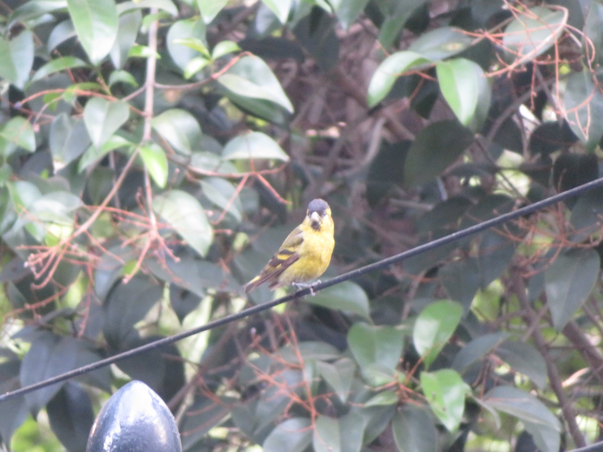 Black-chinned Siskin - ML646951939