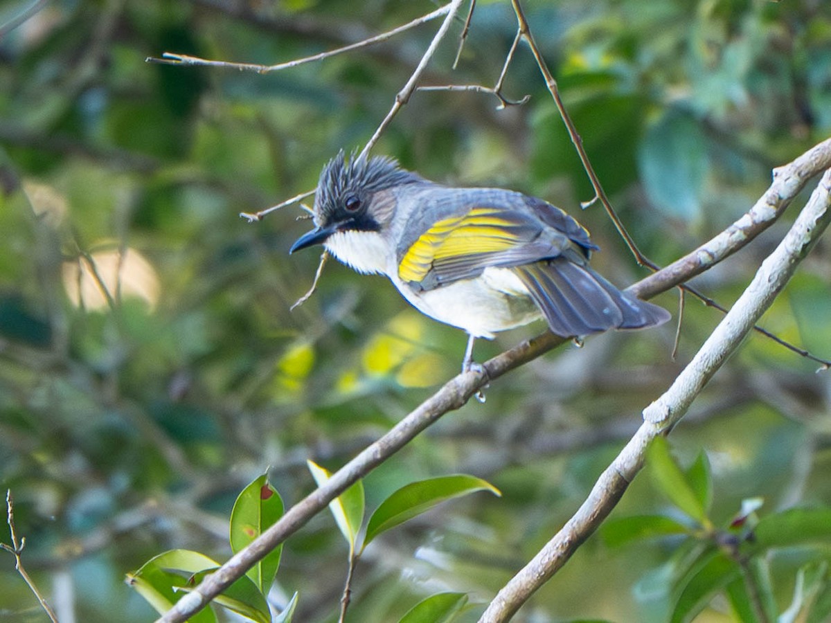 Ashy Bulbul - ML646951940