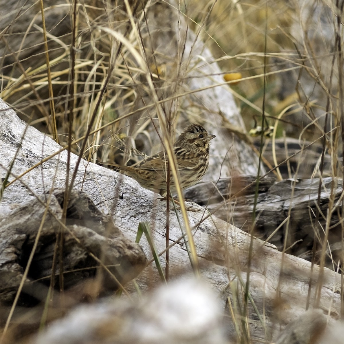 Song Sparrow - ML646951942