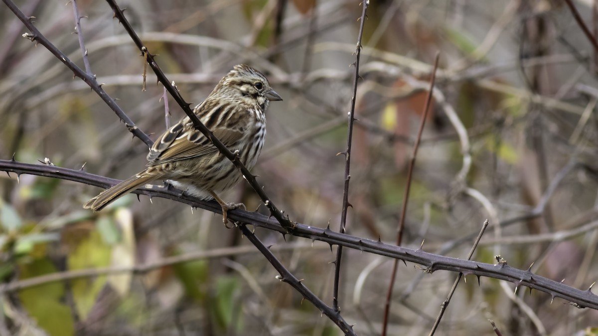 Song Sparrow - ML646951946