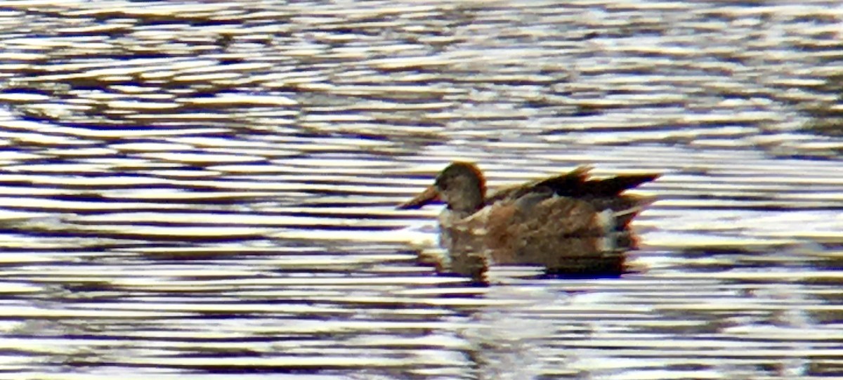 skjeand - ML646951948