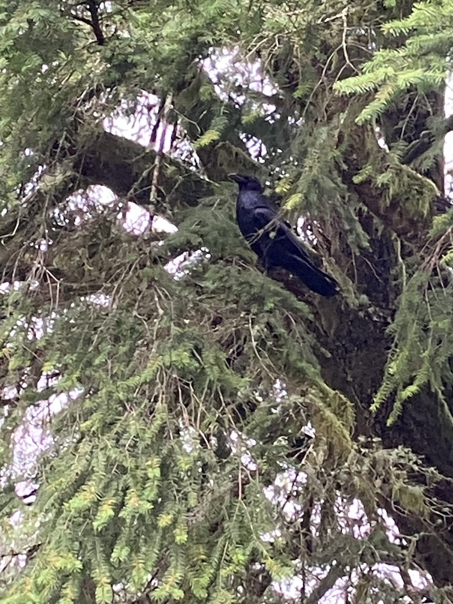 Common Raven - ML646951949