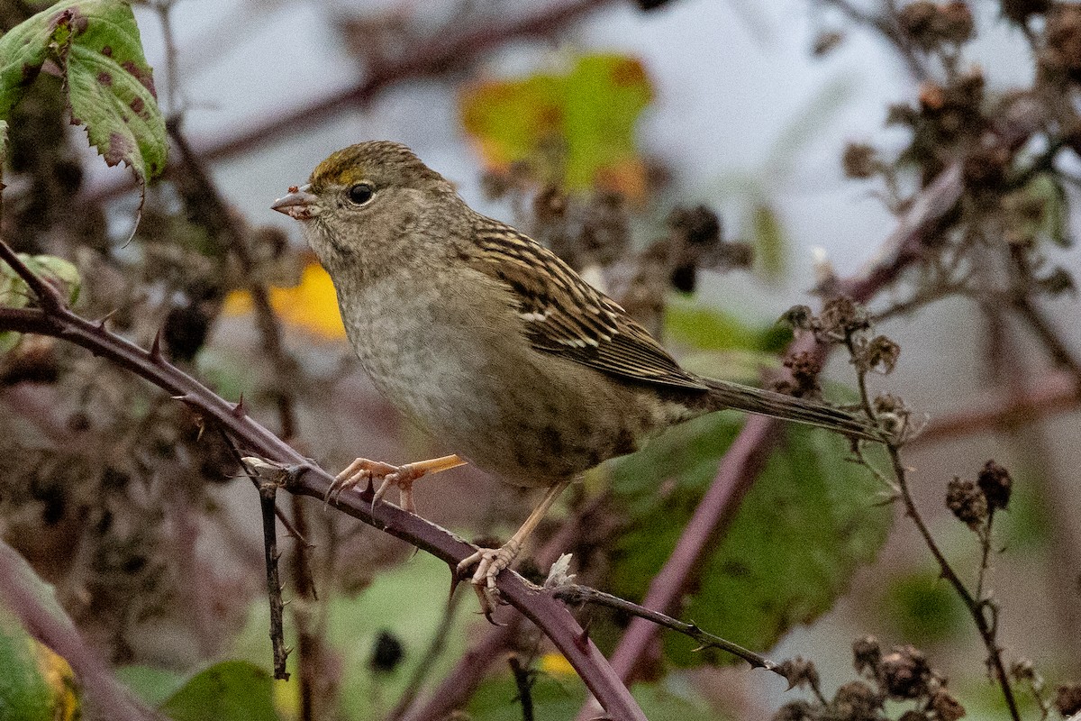 Golden-crowned Sparrow - ML646951952