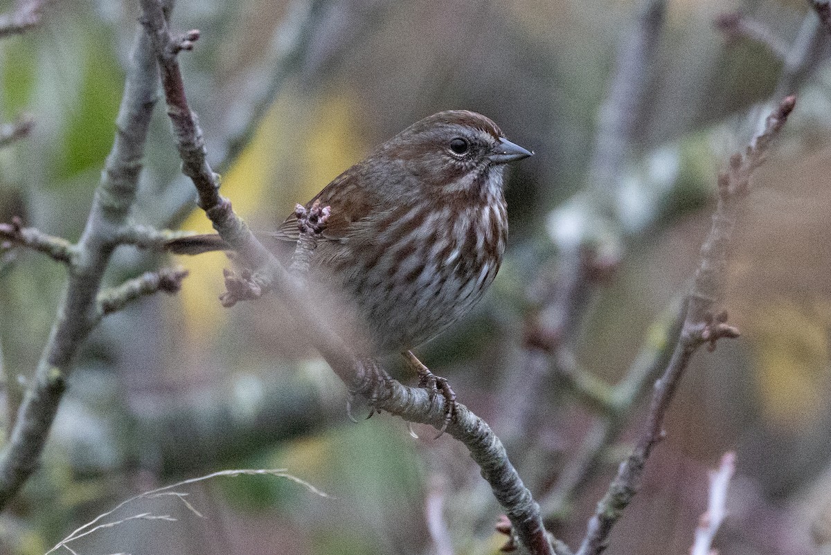 Song Sparrow - ML646951960