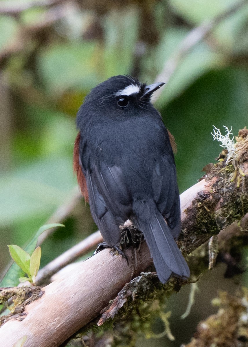 Chestnut-bellied Chat-Tyrant - ML646951961