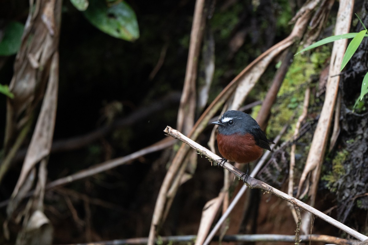 Chestnut-bellied Chat-Tyrant - ML646951962