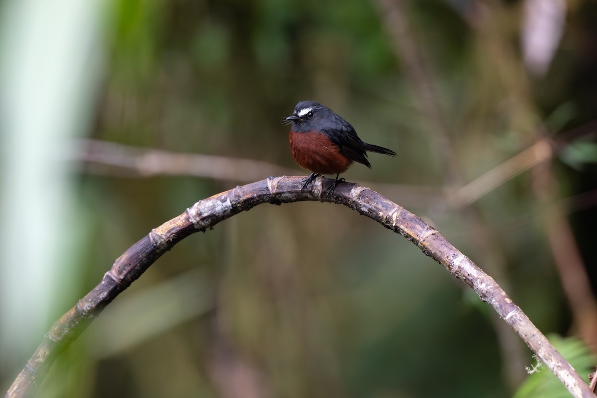 Chestnut-bellied Chat-Tyrant - ML646951963