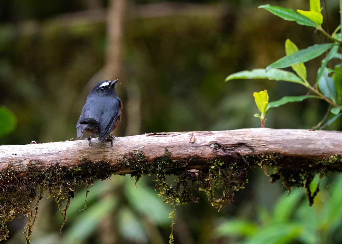 Chestnut-bellied Chat-Tyrant - ML646951964