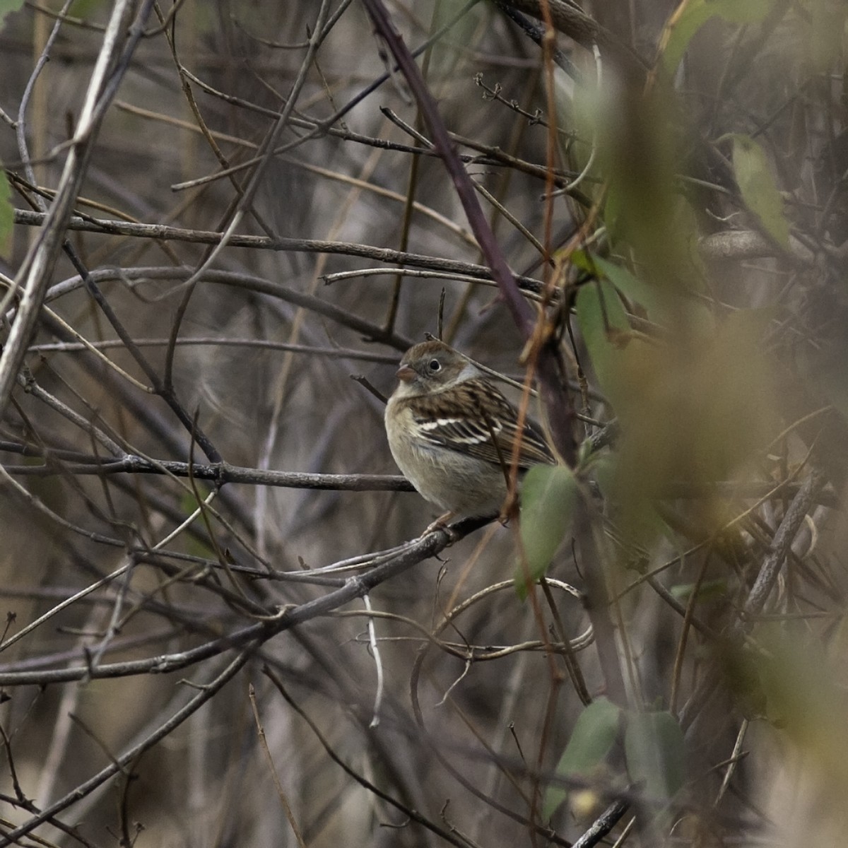 Field Sparrow - ML646951966